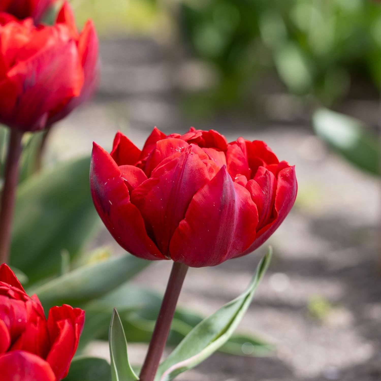 Tulipan 'Red Princess'